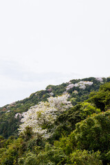 桜　春