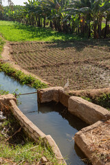 Agricultural Irrigation channels and canals bringing water from the River Nile to feed plants and...