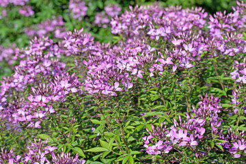 Fototapeta premium Spinnenblume, Cleome spinosa, im Garten