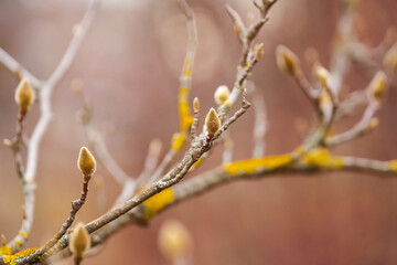 Early stage of a magnolia tree preparing to bloom at the beginning of spring season. Beautiful spring flowers.