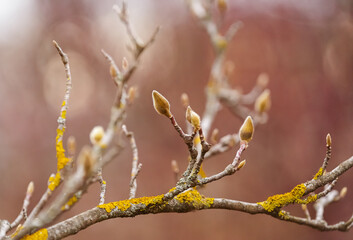 Early stage of a magnolia tree preparing to bloom at the beginning of spring season. Beautiful spring flowers.