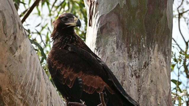 wedgetail eagle in a nest in a gum tree in australia.