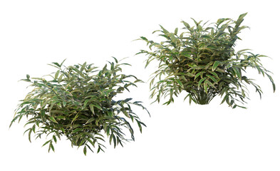 Plants and shrubs on a transparent background