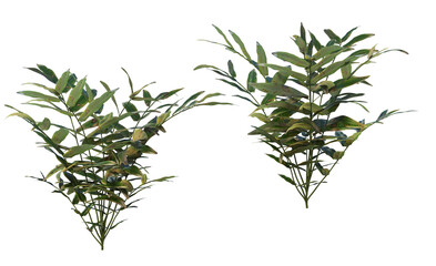 Plants and shrubs on a transparent background