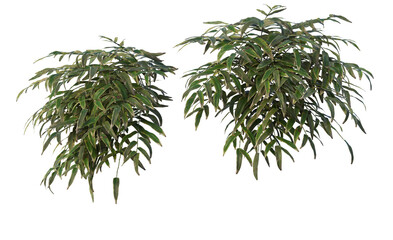 Plants and shrubs on a transparent background