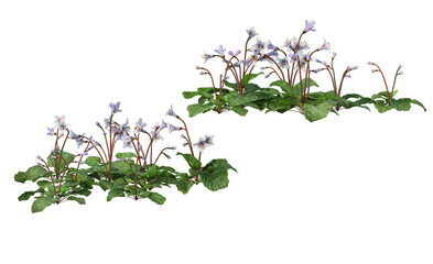 Plants and shrubs on a transparent background