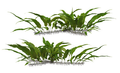 Plants and shrubs on a transparent background