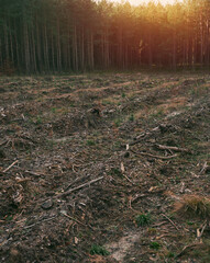Stumps and logs show that overexploitation leads to deforestation endangering the environment and sustainability. Pine tree forestry exploitation in a sunny day.