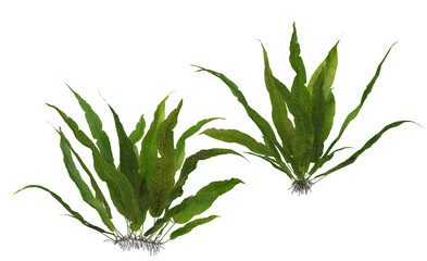 Plants and shrubs on a transparent background