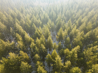 Backlit fir forest. Top view