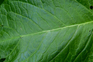 Abstract green leaves texture for background. Natural environment, ecological concept
