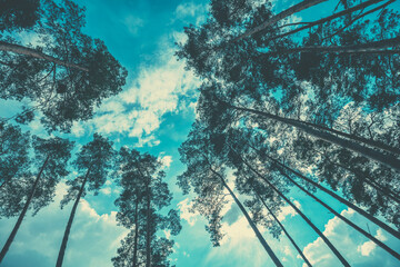 Frame from tall pine trees against a cloudy sky. Pine forest in the evening. Perspective view....