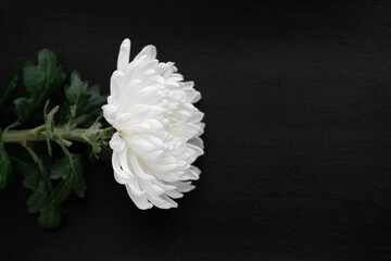 white chrysanthemum