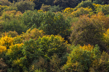 top view autumn forest texture colorful leaves. Leafy autumn forest on the hills