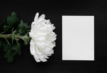 white chrysanthemum  with blank card