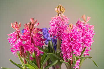 Hyacinth purple, pink and blue flowers bunch on green background. Beautiful scented spring blooming jacinth flower. Easter bouquet. Flower design 