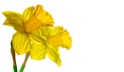 Narcissus, couple yellow Daffodil flowers isolated on white background, close up. Beautiful two Spring Easter daffodils flower art design