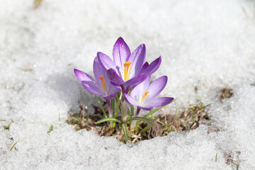 Purple crocus flower blooms against the backdrop of snow on a spring sunny day. Primrose bloomed...