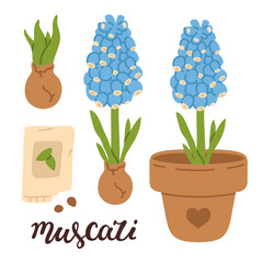 Vector illustration set of cute doodle muscari hyacinth flowers for digital stamp,greeting card,sticker,icon,design