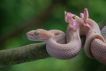 A pink female mangrove pit viper Trimeresurus purpureomaculatus and a pink orchid mantis hymenopus coronatus on the viper head with bokeh background 