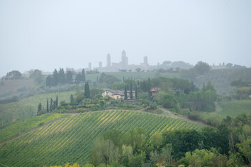 typical lovely tuscan hilly landscape with cypress trees, vineyard, farmstead and san gimignano in the misty background