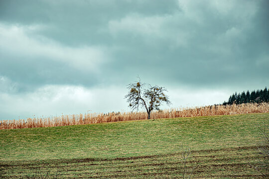 Big Vineyard In Region Country