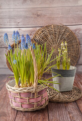 Flowering muscari in baskets.