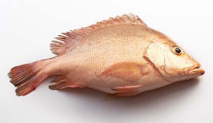 Fresh red snapper isolated on white background