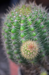 Close up shot of cactus with baby cacti