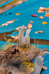 Fototapeta na wymiar River Snags Against Blue Water in Autumn Against Seasonal Scenery in Polesye Natural Resort.