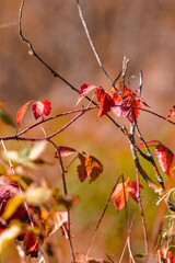 Dried Field Grass on Autumn Field Against Seasonal Scenery in Polesye Natural Resort.