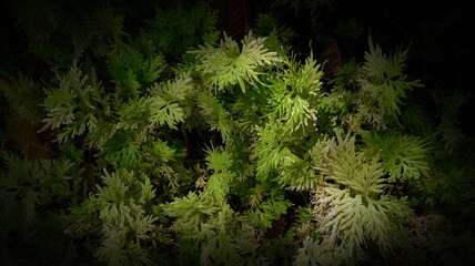 The morning light illuminates many beautiful leaves in the front garden