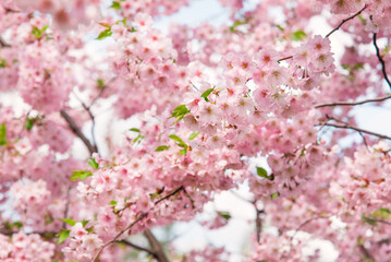 Fototapeta na wymiar Spring tree with pink flowers. Spring border or background art with pink blossom. Beautiful nature scene with blossoming tree and sunlight.