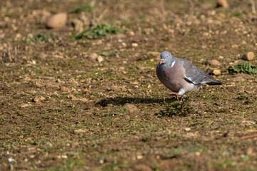 Wood pigeon (Columba palumbus) walking on muddy ground