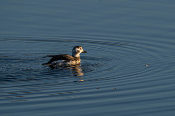 Female Long-tailed Duck (Clangula hyemalis) swimming on an inland lake