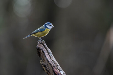 Blue Tit (Cyanistes caeruleus) perched on a fallen branch