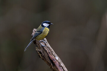 Fototapeta premium Great Tit (Parus major) perched on a stick