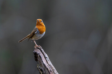 Perched Robin