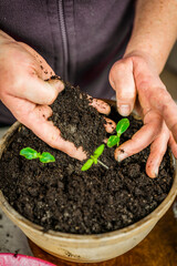 a woman transplanting flowers into pots. stands at a table on which there are several pots of flowers.
  Her hands are in the ground as she carefully protects the roots of the plant. an activity that 