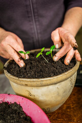 a woman transplanting flowers into pots. stands at a table on which there are several pots of flowers.
  Her hands are in the ground as she carefully protects the roots of the plant. an activity that 