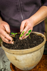 a woman transplanting flowers into pots. stands at a table on which there are several pots of flowers.
  Her hands are in the ground as she carefully protects the roots of the plant. an activity that 