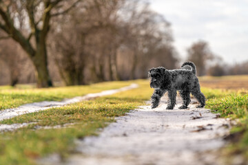 dog on a walk in nature. little black schnauzer