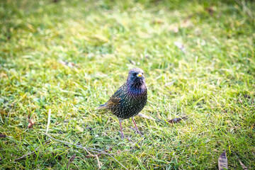 bird on the grass