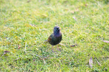 bird on the grass