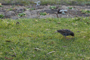 bird in the grass