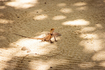 Oriental lizard sitting on the white sand