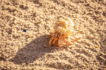 Hermit crab with big eyes on the beach