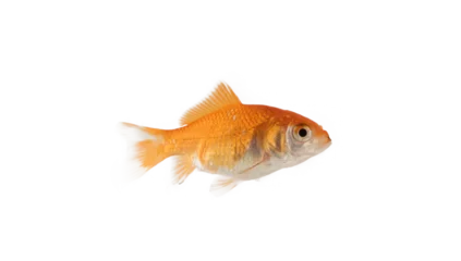 Fotobehang Image of an aquarium goldfish that swims © alphaspirit