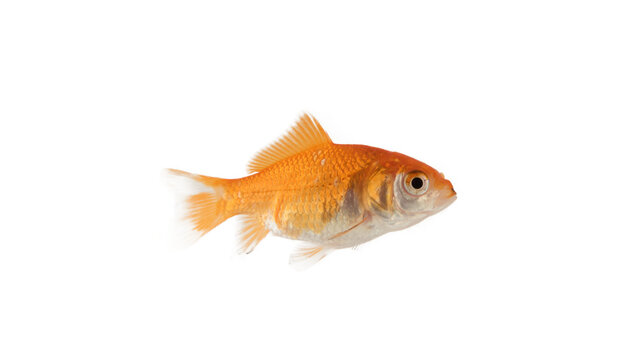 Image of an aquarium goldfish that swims