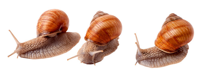 two live snail crawling on white background close-up macro